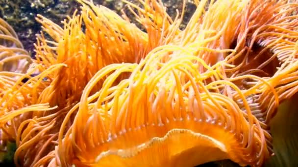 Tentacles of a Sea Anemone Closeup in a Aquarium in Germany — Stock Video