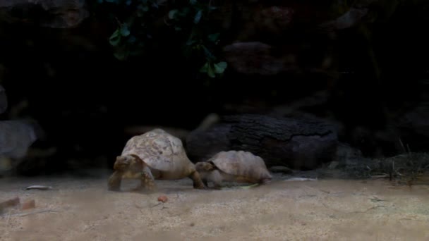 A Düsseldorf Aquazoo teknősök — Stock videók