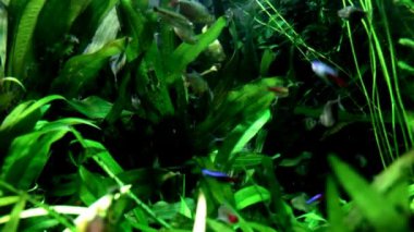 Aquarium Sea Life Düsseldorf Aquazoo içinde