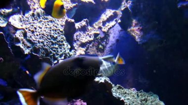 Aquarium Sea Life Düsseldorf Aquazoo içinde