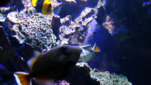 Acquario Vita marina a Dusseldorf Aquazoo — Video Stock