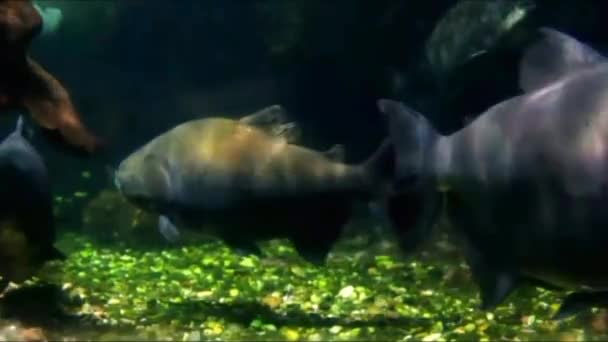 Akvariet Sea Life i Düsseldorf Aquazoo — Stockvideo