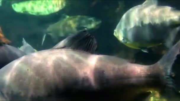 Aquarium Meerestiere in Düsseldorf aquazoo — Stockvideo