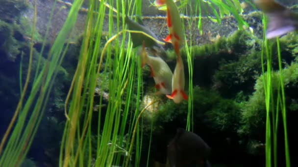 Aquarium Sea Life in Dusseldorf Aquazoo — Stock Video