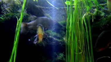 Aquarium Sea Life Düsseldorf Aquazoo içinde