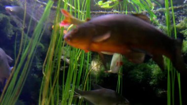 Aquarium Sea Life Düsseldorf Aquazoo içinde