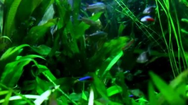 Aquarium Sea Life Düsseldorf Aquazoo içinde