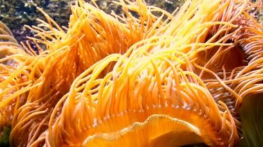 Almanya'da bir akvaryumda bir deniz Anemone Closeup tentacles