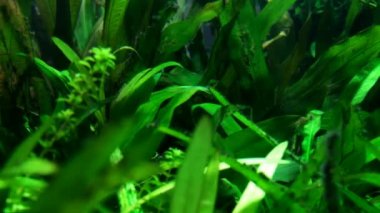 Aquarium Sea Life Düsseldorf Aquazoo içinde