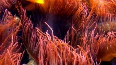 Almanya'da bir akvaryumda bir deniz Anemone Closeup tentacles