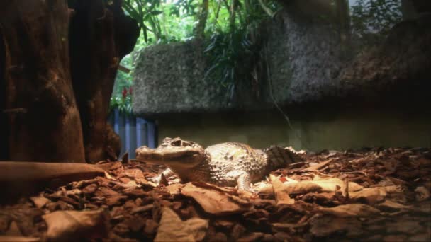 Crocodilo anão da África Ocidental (Osteolaemus Tetraspis) em Dusseldorf Aquazoo — Vídeo de Stock