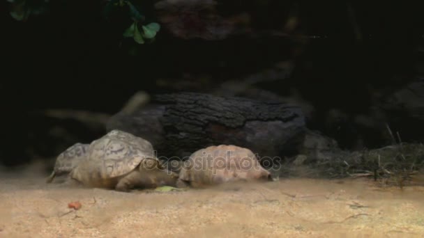 Χελώνες στο Aquazoo του Ντίσελντορφ — Αρχείο Βίντεο