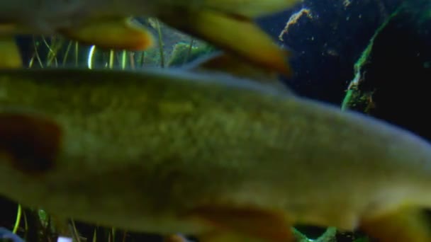 Aquarium Meerestiere in Düsseldorf aquazoo — Stockvideo