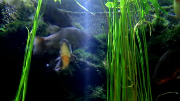 Aquarium Meerestiere in Düsseldorf aquazoo — Stockvideo