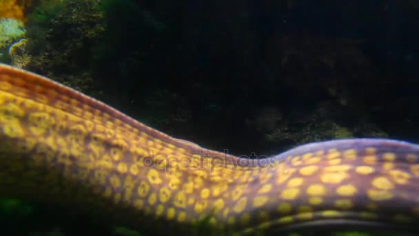 Moray Eel in Aquarium. Dusseldorf Aquazoo. Germany — Stock Video