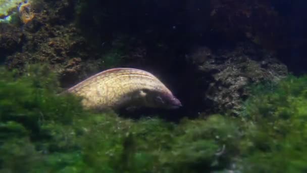 Moray Eel en el acuario. Dusseldorf Aquazoo. Alemania — Vídeos de Stock