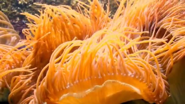 Tentakel einer Seeanemone in Großaufnahme in einem Aquarium in Deutschland — Stockvideo