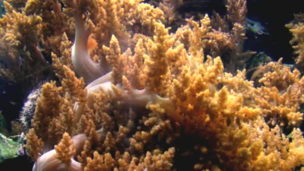 Tentakels van een close-up van de zeeanemonen in een Aquarium in Duitsland — Stockvideo