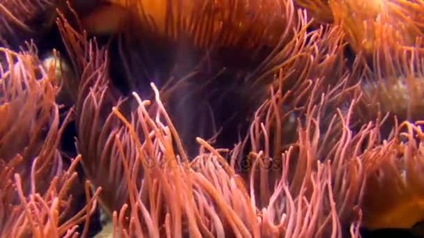 Tentacules d'une anémone de mer Gros plan dans un aquarium en Allemagne — Video