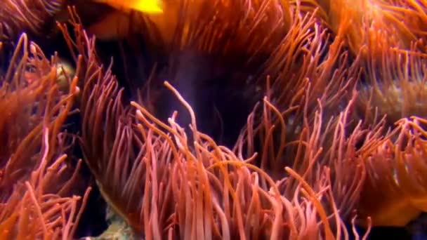 Tentakel einer Seeanemone in Großaufnahme in einem Aquarium in Deutschland — Stockvideo