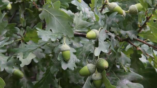 Dubové větve zelené žaludy — Stock video