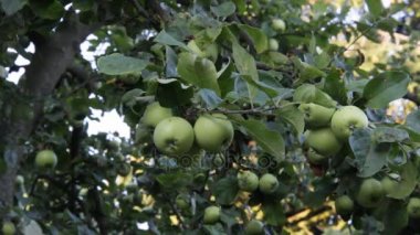 elma hasat için bekliyor