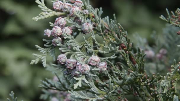 Thuja Branch With Fruit Sways in the Wind — Stock Video