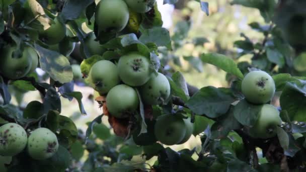 Яблука чекають урожаю — стокове відео