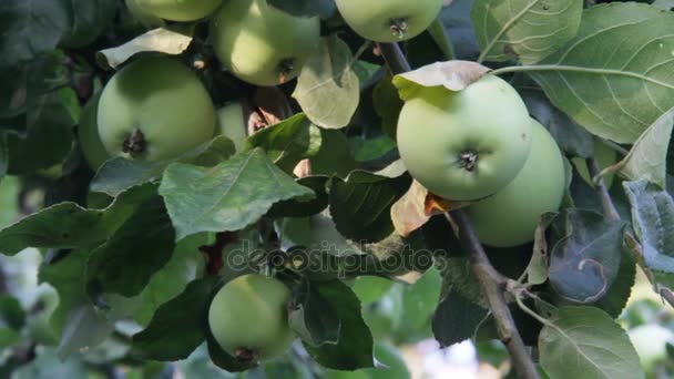 Manzanas esperando la cosecha — Vídeos de Stock