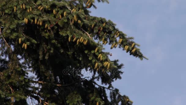 Karácsonyfa kúp a kék ég háttér — Stock videók