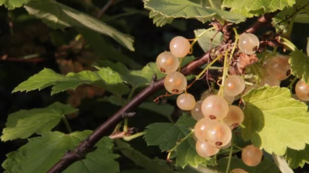 Vita vinbär mot solen — Stockvideo