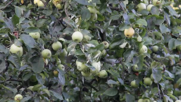 Manzanas esperando la cosecha — Vídeos de Stock