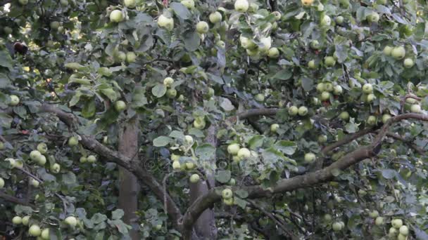 Äpfel warten auf Ernte — Stockvideo
