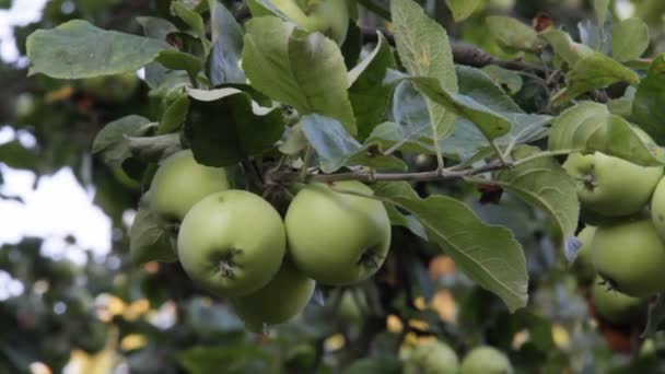 Manzanas esperando la cosecha — Vídeos de Stock