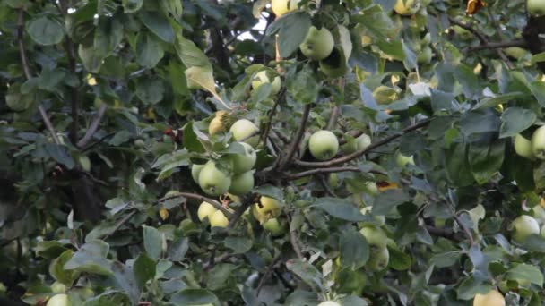 Manzanas esperando la cosecha — Vídeos de Stock