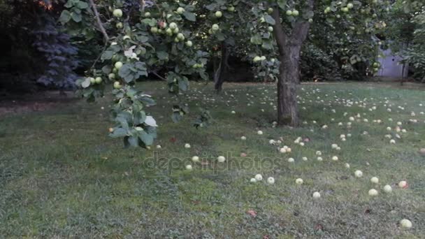 Gran grupo de manzanas verdes en el suelo bajo el manzano — Vídeo de stock