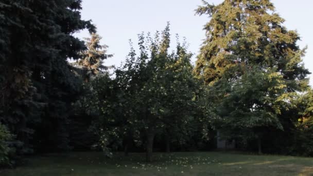Gran grupo de manzanas verdes en el suelo bajo el manzano — Vídeo de stock
