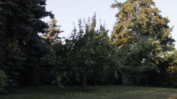 Grand groupe de pommes vertes au sol sous le pommier 