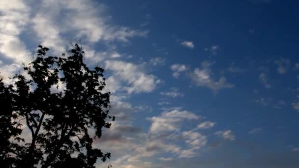 Céu noturno sobre a floresta — Vídeo de Stock