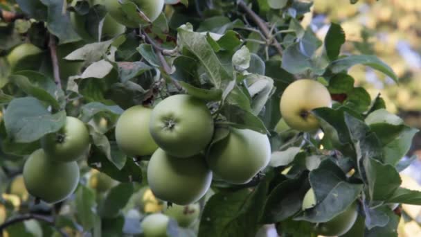 Manzanas esperando la cosecha — Vídeos de Stock