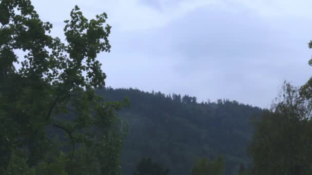 Ciel sur la forêt après la pluie 