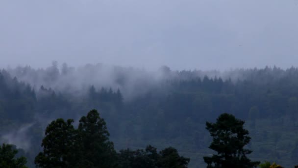Ciel sur la forêt après la pluie 
