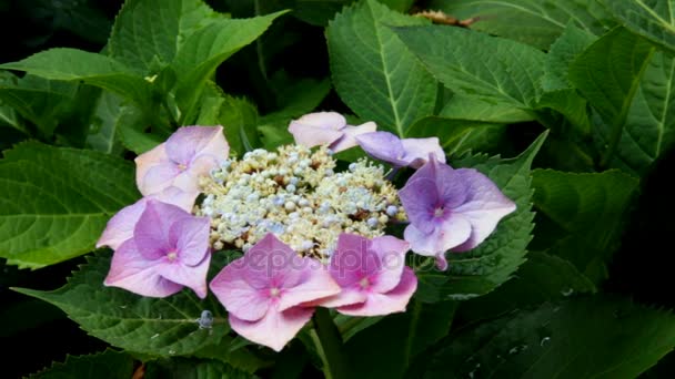 Rosa und lila blühender Hortensienbusch — Stockvideo