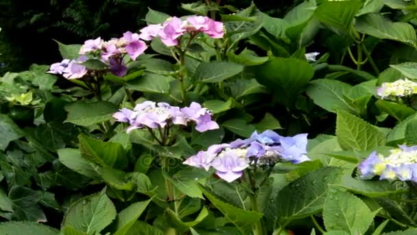 Arbusto de hortênsia de flor rosa e roxa — Vídeo de Stock