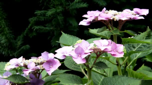 Rosa och lila blommande hortensia buske — Stockvideo