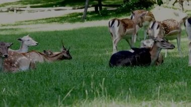 Daniel Deers yeşil çimen, Dama Dama üzerinde