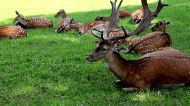 Daniel Deers yeşil çimen, Dama Dama üzerinde