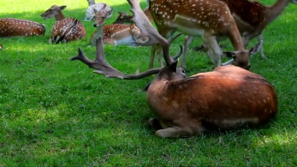 丹尼尔 · 鹿在绿色草地上，Dama Dama — 图库视频影像