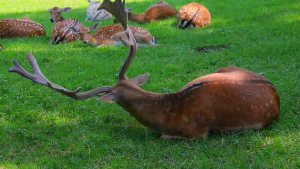 丹尼尔 · 鹿在绿色草地上，Dama Dama — 图库视频影像