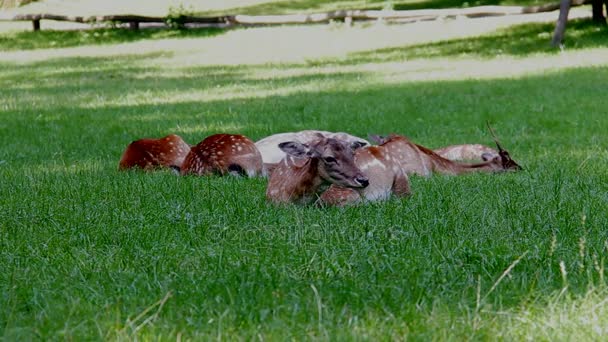 Даніель олені по зеленій траві, Dama Dama — стокове відео